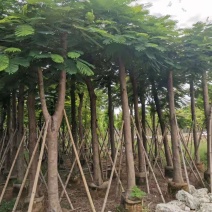 保质保量凤凰木15-25公分欢迎来电咨询采购