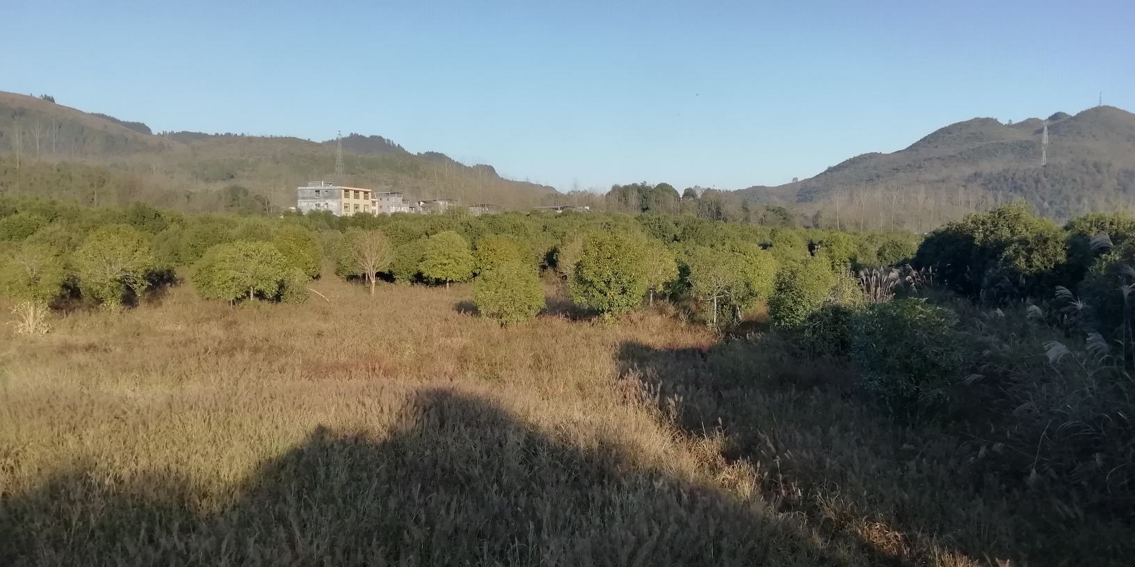 八月桂清晨采摘特写：枝头缀满鹅黄色未开放花苞，花瓣紧裹呈米粒状，表面覆薄层晶莹露珠，背景虚化青黛山峦