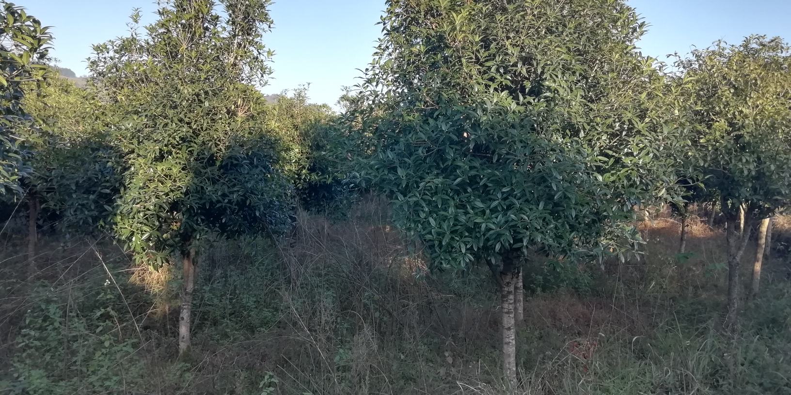 成片种植的八月桂基地,花香四溢,适合观光农业和采摘体验 八月桂种植基地,成片盛开