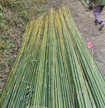 竹竿 大棚竹竿 竹苗 常年供应
