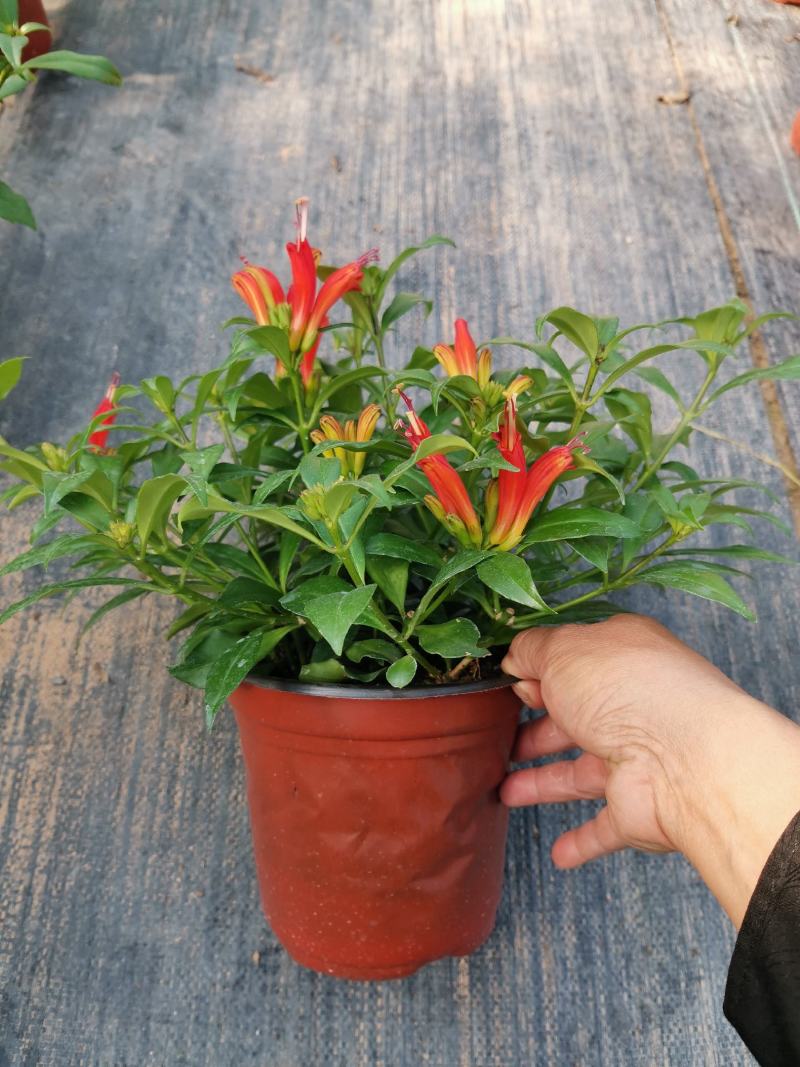 金凤还巢又名直立口红