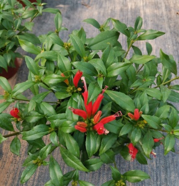 [口红花批发]金凤还巢又名直立口红价格10.00元/棵 - 一亩田