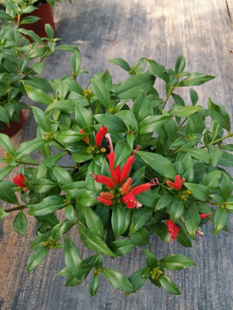 金凤还巢又名直立口红