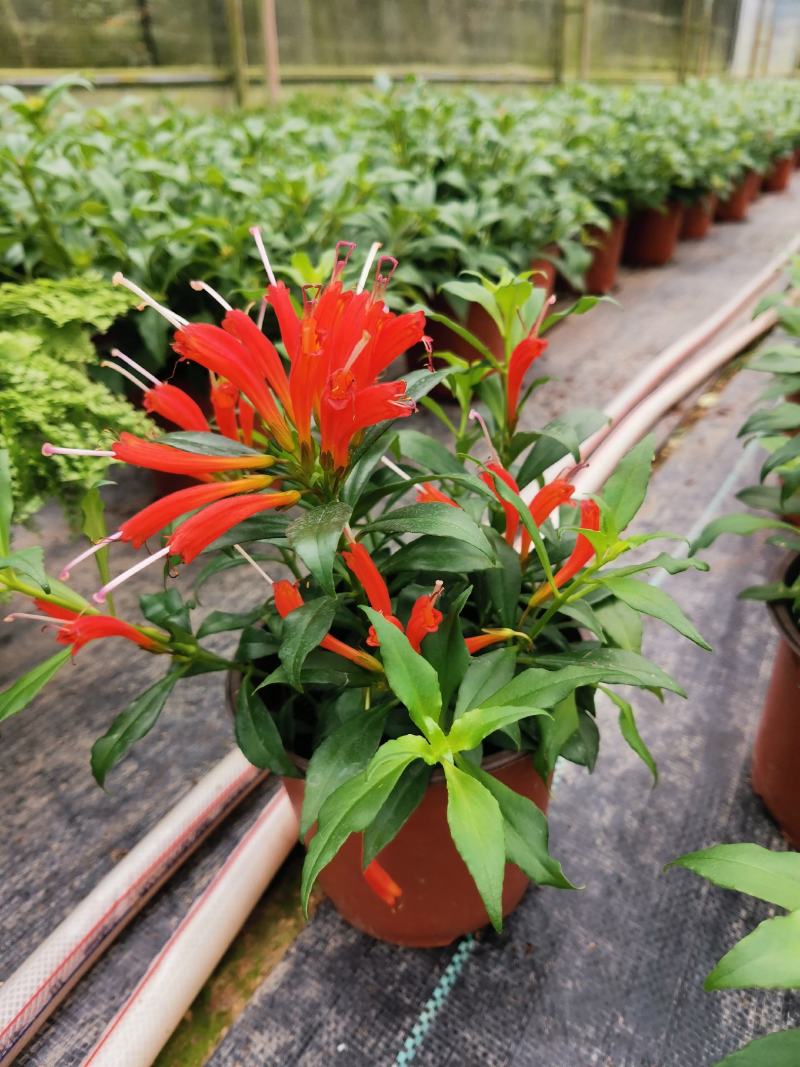 金凤还巢又名直立口红