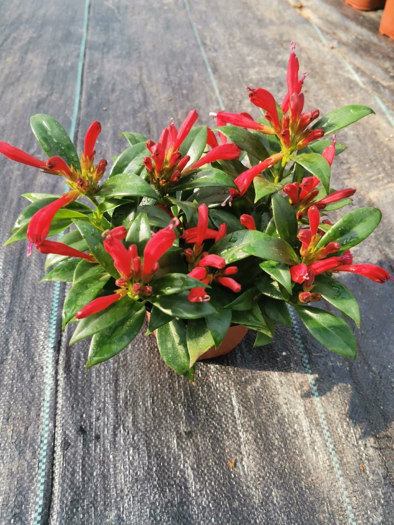 金凤还巢又名直立口红