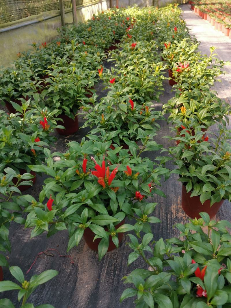 金凤还巢又名直立口红