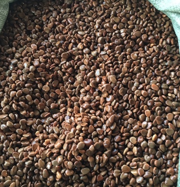 黑老虎种子 籽粒饱满