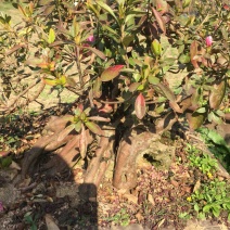 国旗红大别山映山红大量出售，花期长，色彩妖艳
