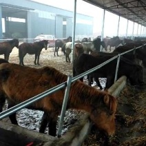 活马新疆马蒙古马育肥马