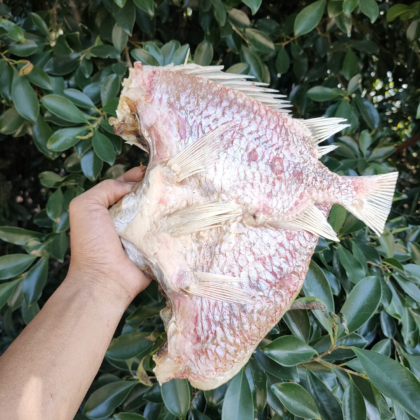 【推荐】深海红丁公鱼 咸鱼干 肉质鲜美 送礼佳品