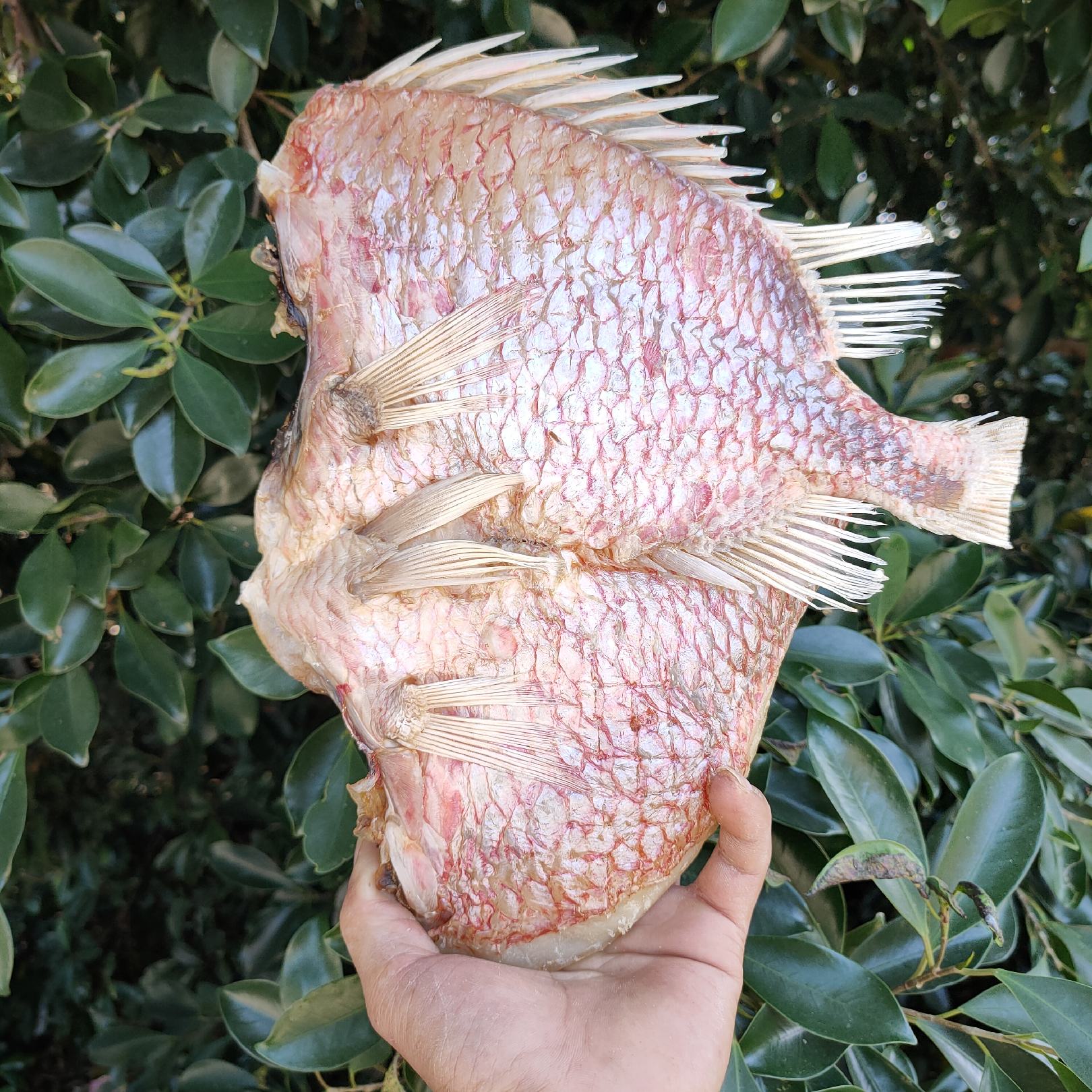 【推荐】深海红丁公鱼 咸鱼干 肉质鲜美 送礼佳品