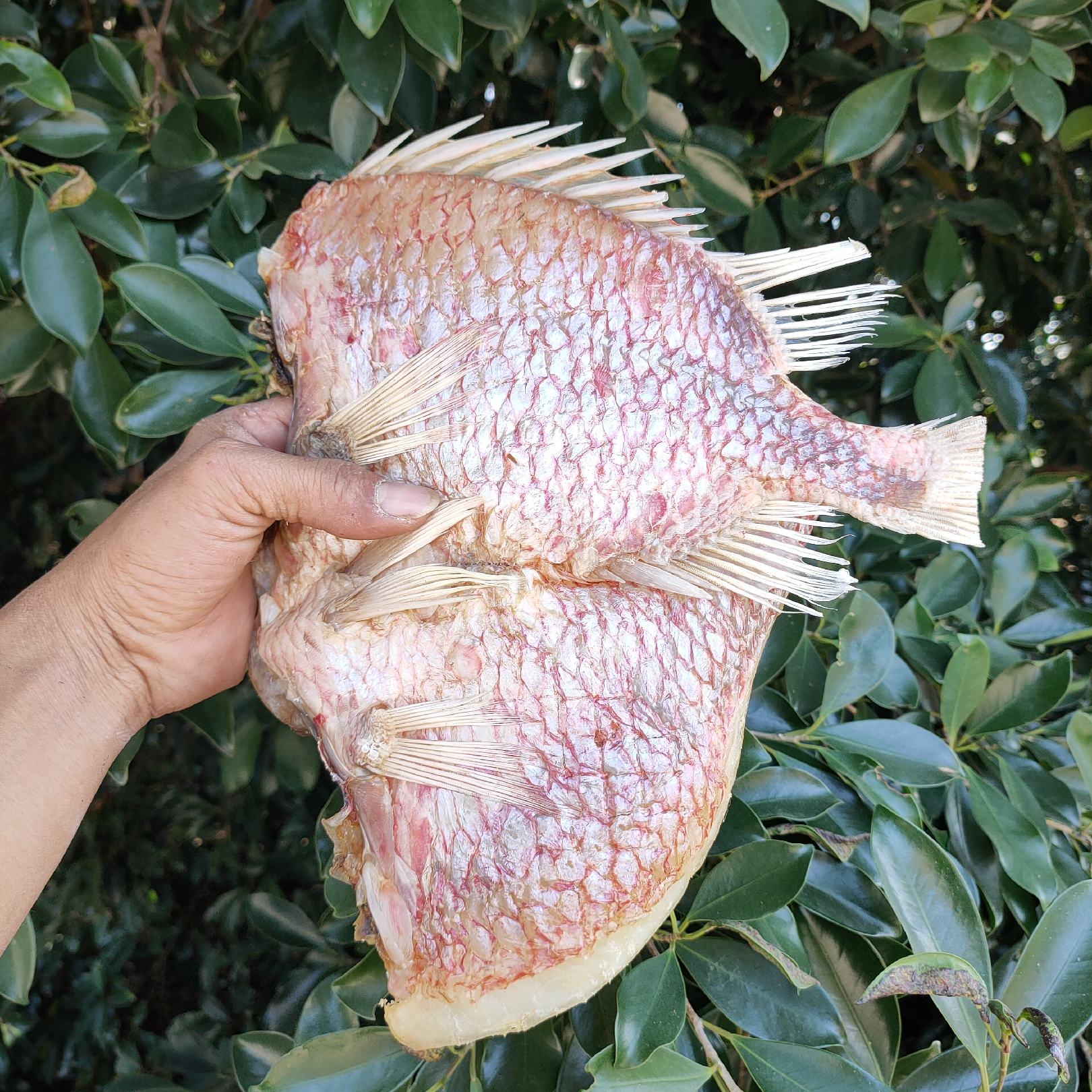 【推荐】深海红丁公鱼 咸鱼干 肉质鲜美 送礼佳品