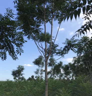 千头春臭椿白皮臭椿8公分千头椿