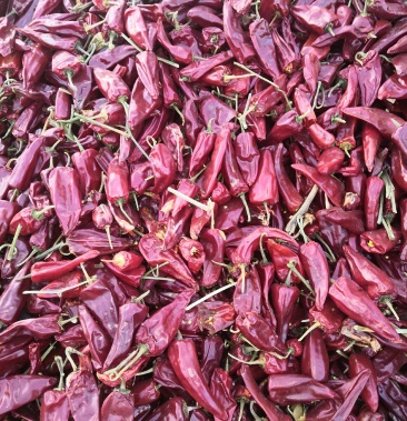 红干椒内蒙古通辽市开鲁地区北京红系列干度好颜色漂亮