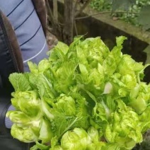 基地优质儿菜清秀无冒台