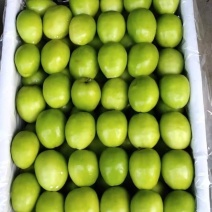 云南西双版纳大青枣种植基地，大量现货供应，支持整车发货