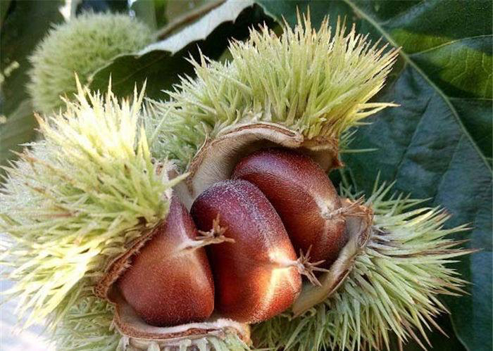 栗子变质特征展示