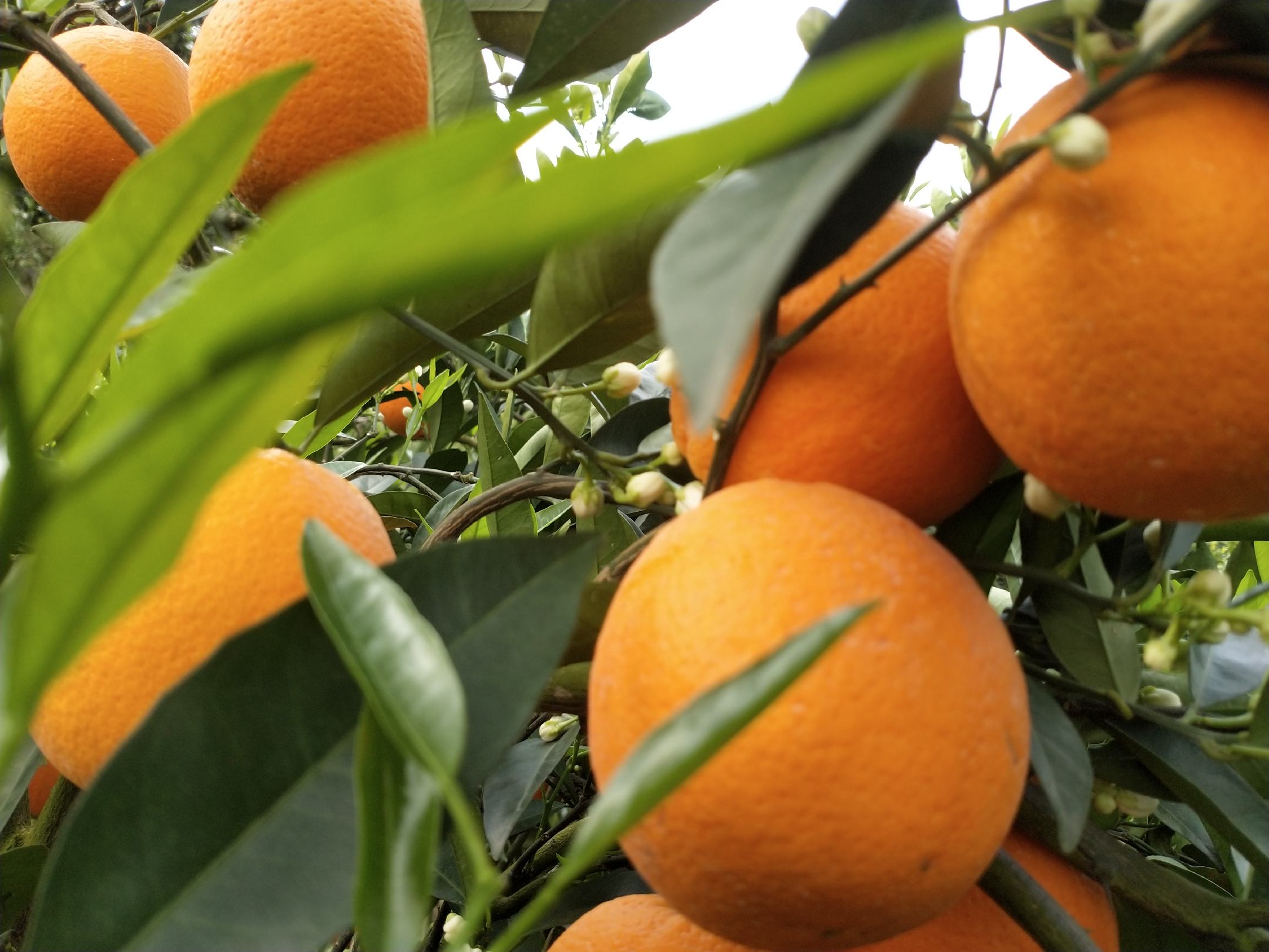 四川丹棱县成片的年柑种植园,春季开花后进入坐果期,绿叶间挂满青绿色小果,阳光洒落,果园整齐划一,采用现代化滴灌系统,远处可见果农在田间管理作业 年柑果园全景图