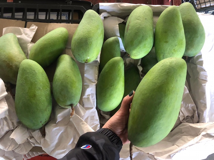 一名女性戴手套将两个明显腐烂的大青芒投入标有‘厨余垃圾’的绿色垃圾桶中,旁边桌面上摆放着完好青芒和切割工具,背景为厨房环境,强调食品安全与垃圾分类意识 废弃坏果分类投放场景