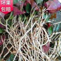 折耳根野生鱼腥草有种植跟野生两种价格