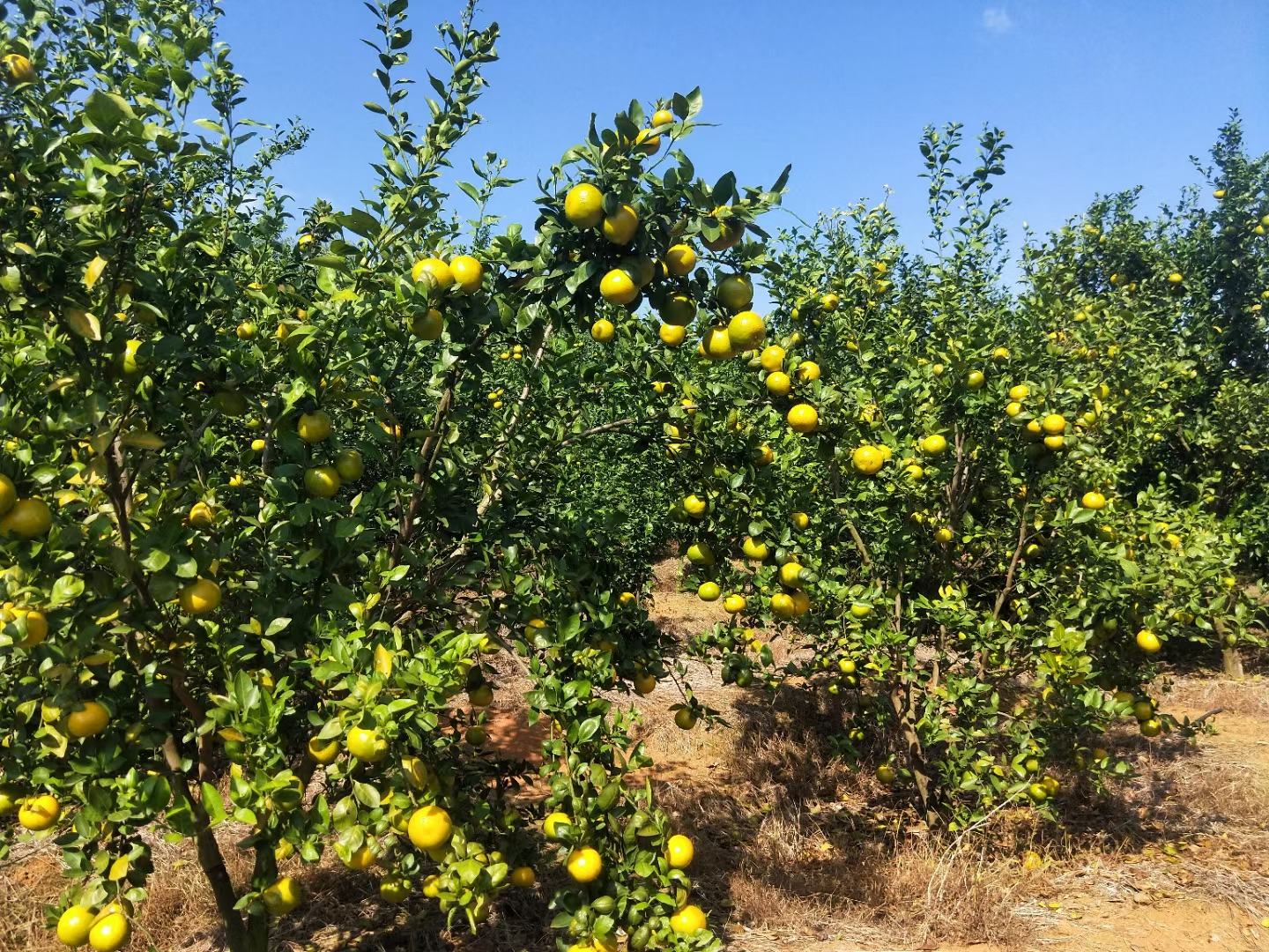 广袤的皇帝柑种植园,成片的果树挂满金黄色果实,阳光洒在果园上,果农正在田间查看果实成熟情况,远处可见山峦起伏,呈现出一派丰收景象 皇帝柑果园全景