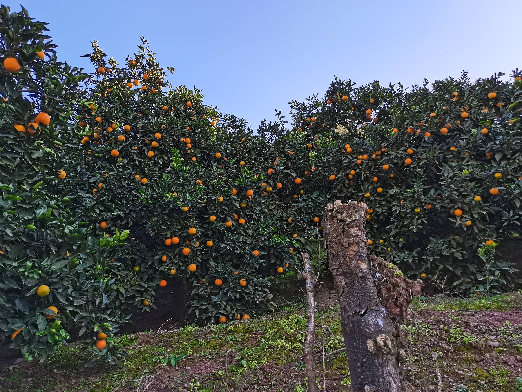 画面展示奉节脐橙在原产地的采摘场景,橙子堆放在传统农具簸箕里,背景可见长江与山坡果园,体现地理优势和自然生态 新鲜奉节脐橙整齐摆放在竹编簸箕中,背景为长江峡谷梯田果园,阳光洒落,果实色泽鲜亮