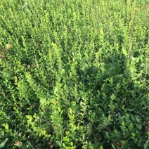 小叶扶芳藤基地大量现货供应，可以送货上门