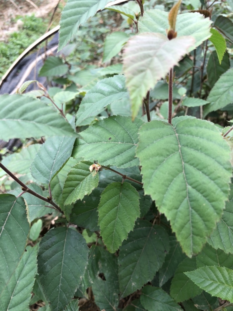 (西南桦)营养袋培育苗证件齐全拒绝假苗