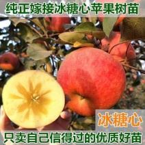 冰糖心苹果苗-黑钻苹果-蛇果苹果-国光苹果-品种保证