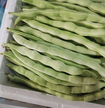 云南保山潞江坝无筋豆开始上市品质优周期长