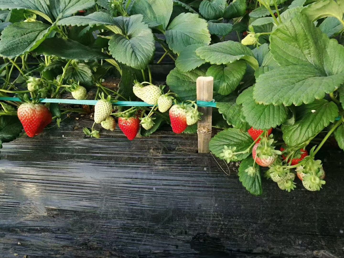 温室采摘实景纪实:真实人物互动场景,突出甜宝草莓生长环境(现代化智能温室)、果实新鲜度(带晨露)、人物愉悦情绪与品种辨识特征(心形、亮红、青萼) 春日采摘体验:阳光透过温室薄膜洒落,一位穿浅黄色连衣裙的年轻女性弯腰采摘,手中托着三颗饱满鲜红的甜宝草莓,藤蔓青翠,果实带露,笑容温暖自然,画面充满生机与幸福感