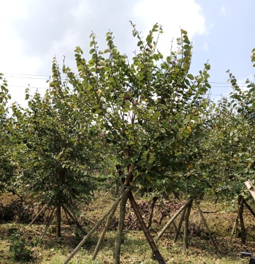 宫粉紫荆全冠假植苗地苗全规格苗圃出售一手价格