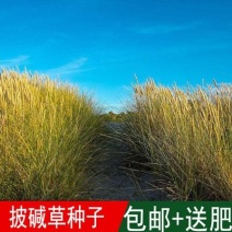 高产牧草籽垂穗披碱草种子四季种养牛红豆草碱草羊草种子