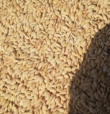 水稻种绶粳103图片
