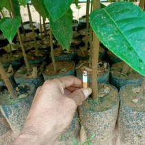 菠萝蜜实生苗价格实惠便宜。一手货源。可以代接你的品种