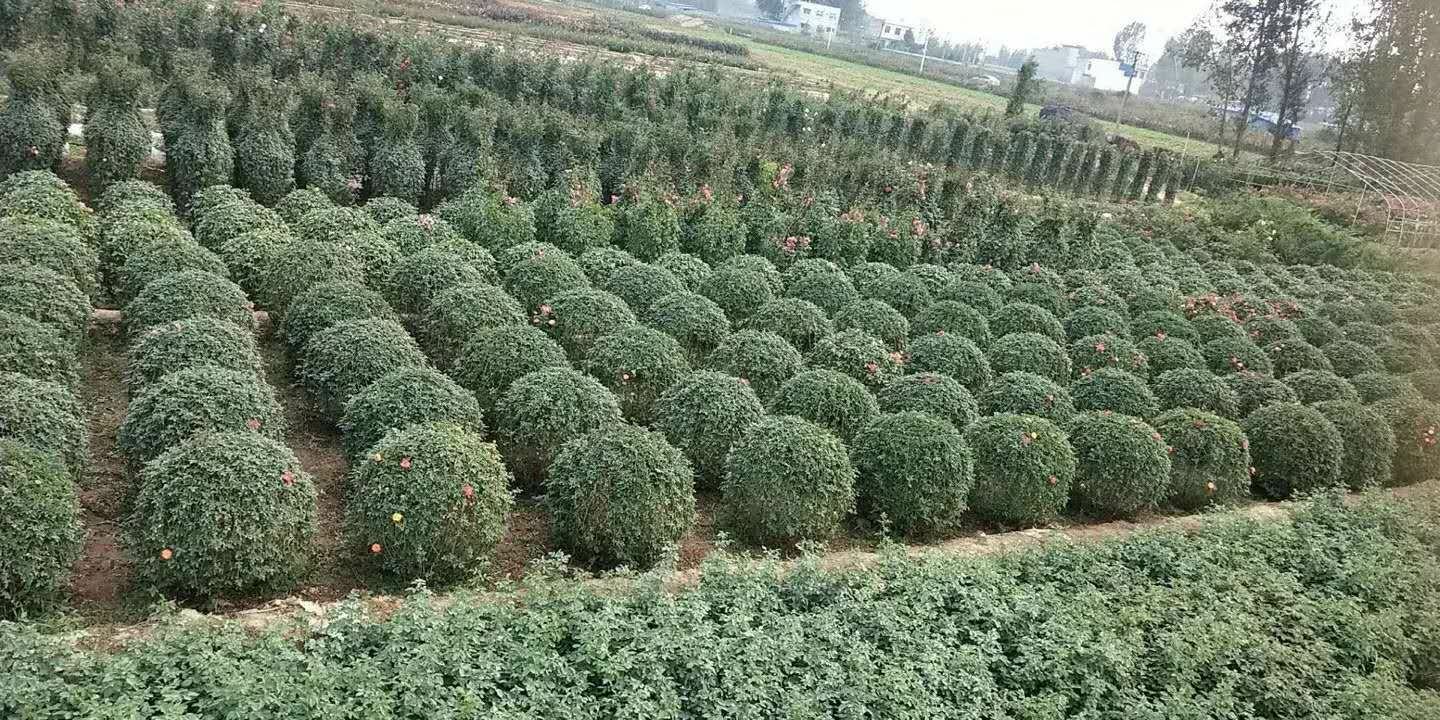 园林绿地中葱兰与韭莲混种区域，绿色叶片茂密，间杂白色与粉红色花朵，体现城市生态景观