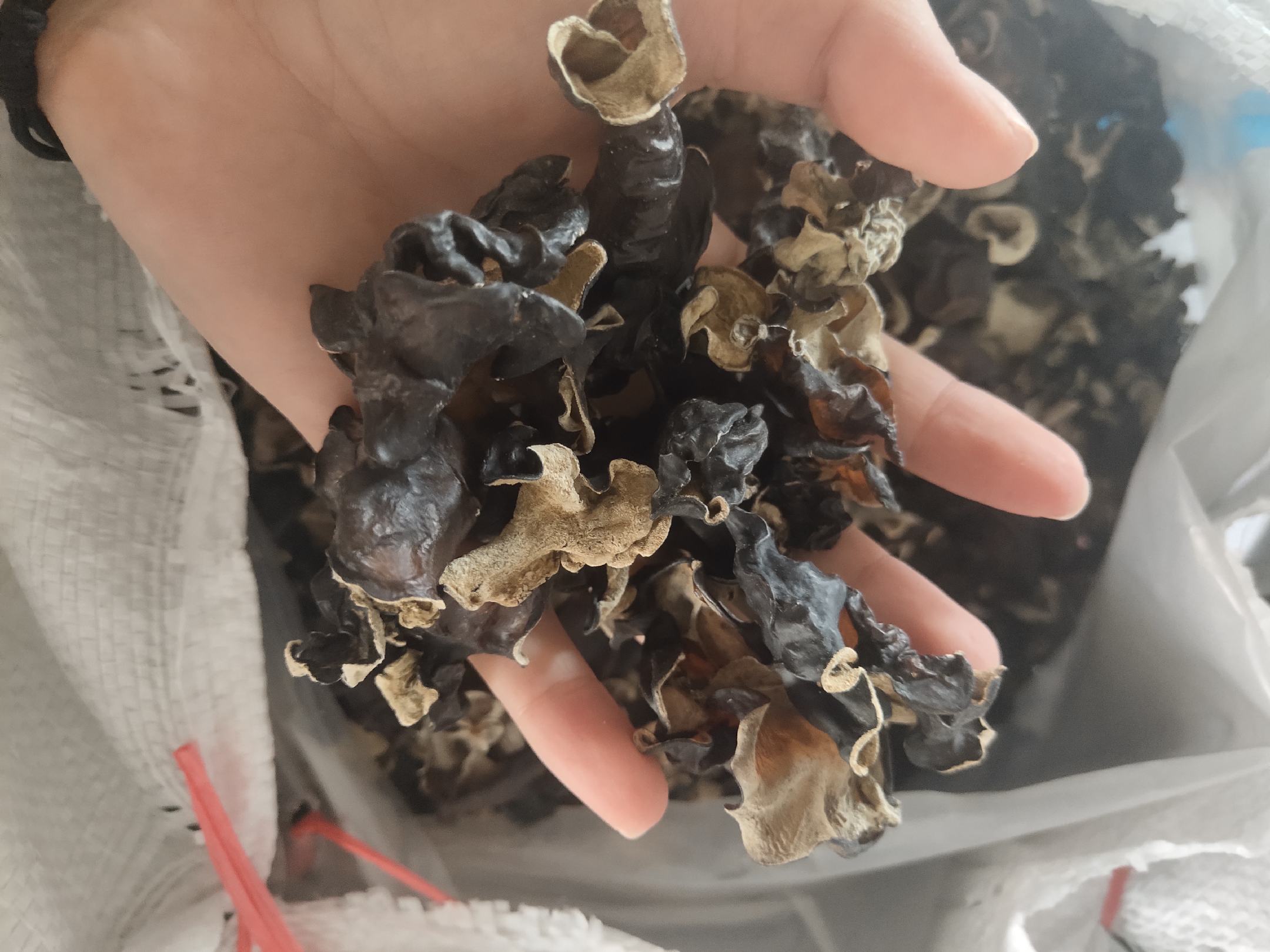 手部特写触摸干木耳