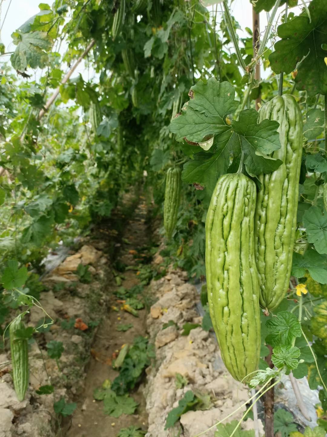 惠研六号苦瓜苗早熟耐寒苗场直供穴盘苗