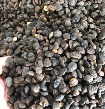 乐昌含笑种子含笑种子乐昌种子不落叶树种子