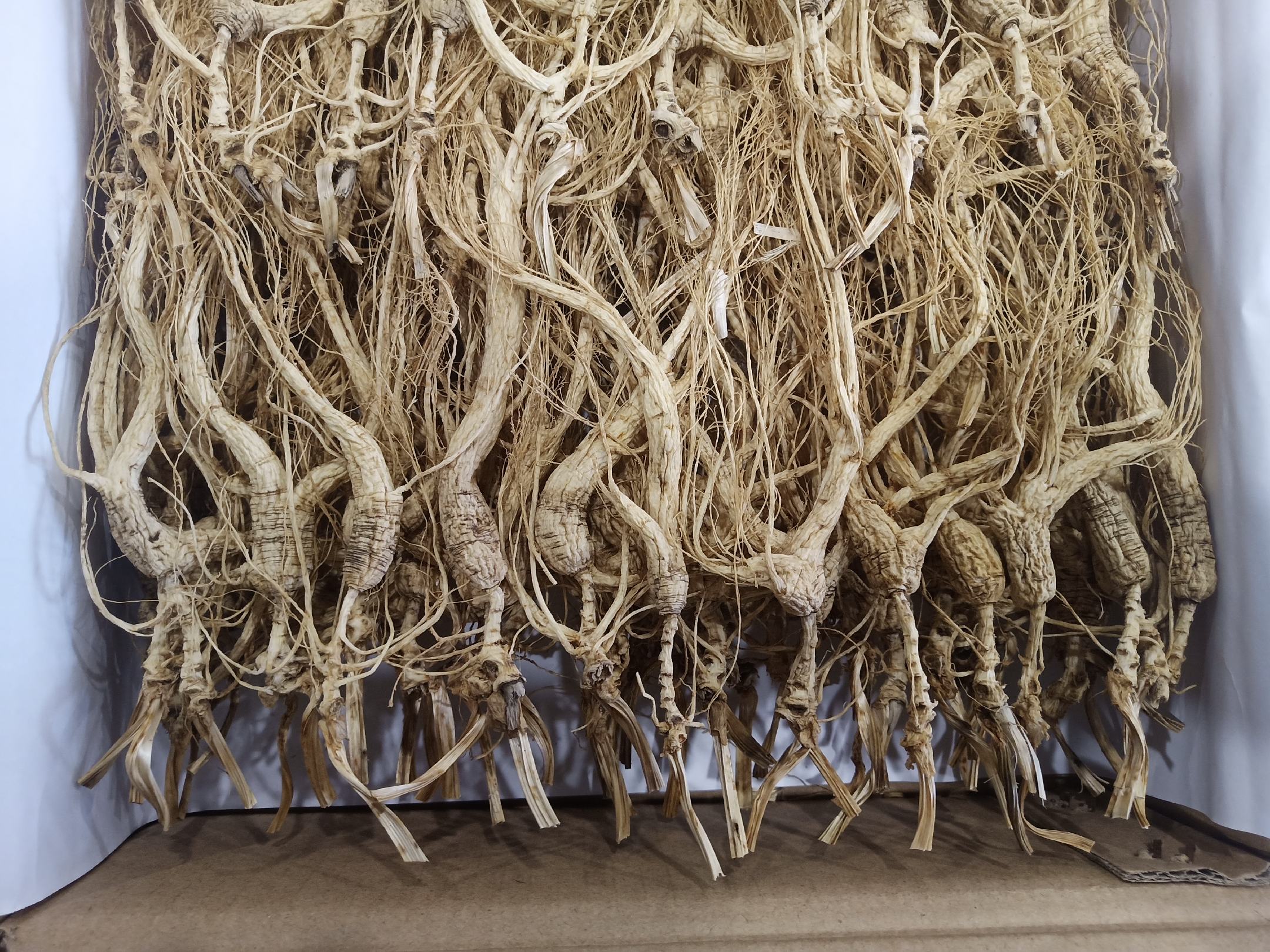 藏须参种植环境