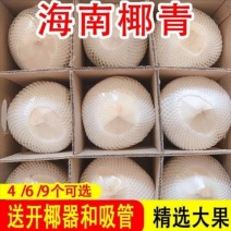 海南椰子椰青4/6/9个装包邮一件代发支持电商平台