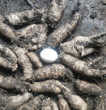 (四叶参,奶参,山海螺,山地瓜)个大,五年生!