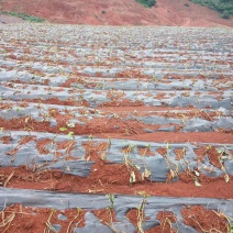 山地出租或转让，本人现有开好的山地300多亩，对外招租