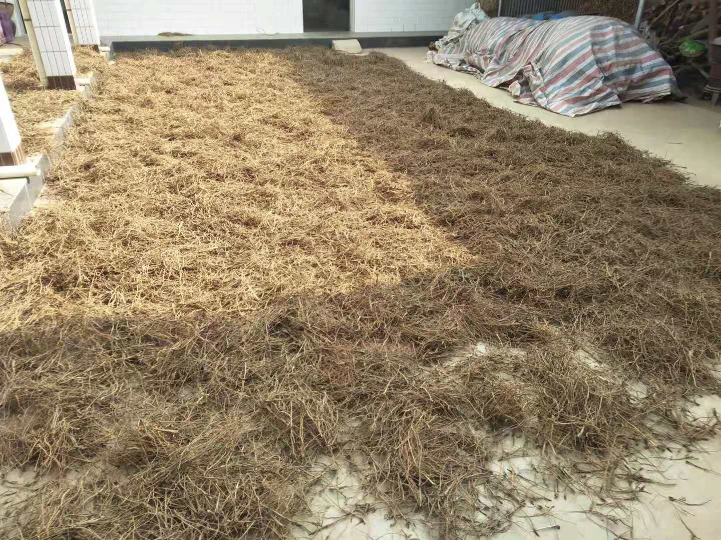 北柴胡初加工流程