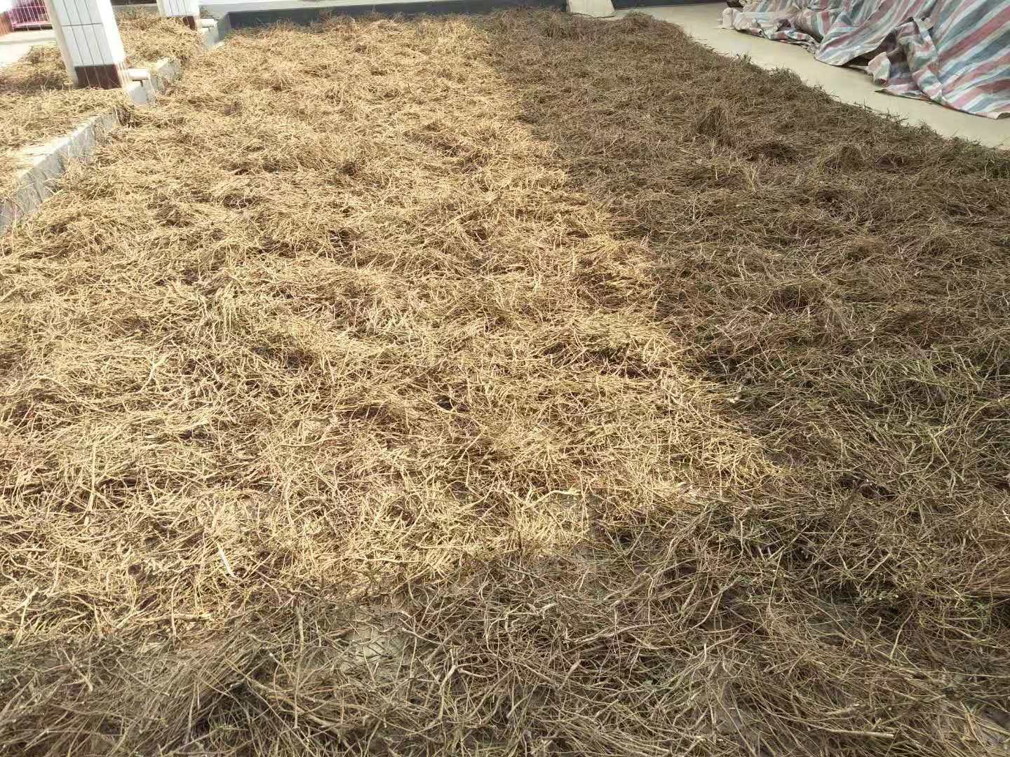 北柴胡药材干燥过程