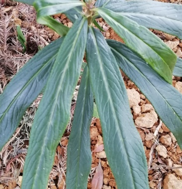 走马胎竹叶走马胎农村药农纯野生货源