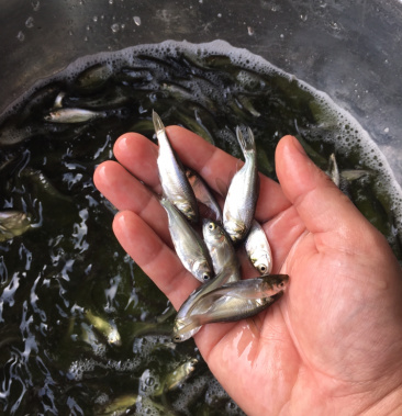 白鲢鱼苗扁鱼苗产地直供全国发货