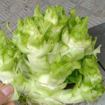 凉山西昌小陈蔬菜批发代买代卖