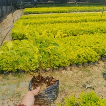南宁市黄素梅大量有货货源充足