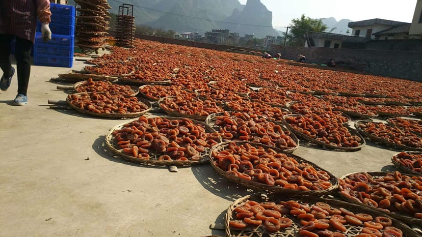 柿子与羊肉分时段进食示意图
